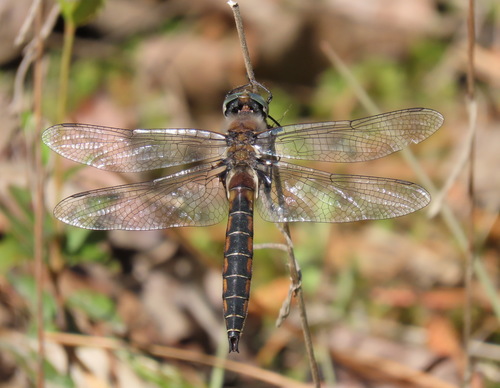 Robust Baskettail photo 5