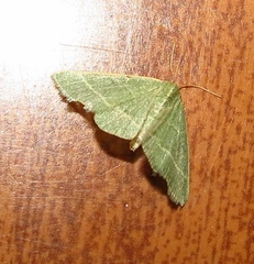 Microloxia ruficornis