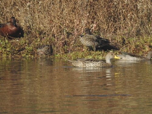 iNaturalist image