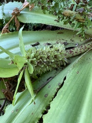 Eucomis montana