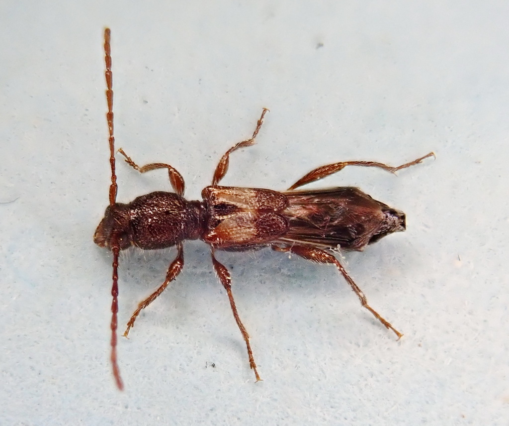 Bimaculate Longhorn Beetle