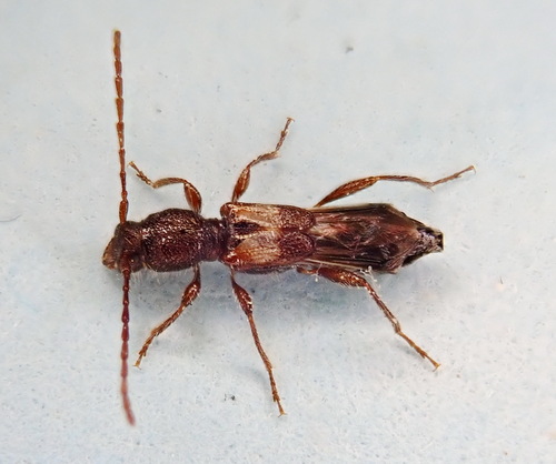 Bimaculate Longhorn Beetle