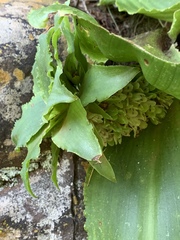 Eucomis montana