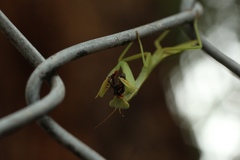 Trachymantis dentifrons