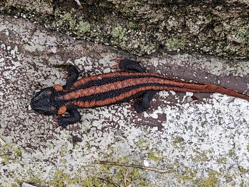 Red-tailed Knobby Newt