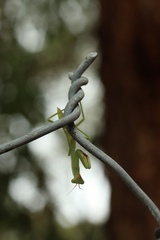 Trachymantis dentifrons