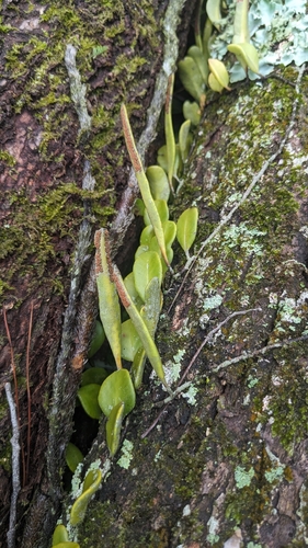 Pyrrosia lanceolata, photograph 3