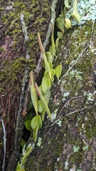 (c) 許文俊, some rights reserved (CC BY-SA) Pyrrosia lanceolata, photograph (c) 許文俊, some rights reserved (CC BY-SA)