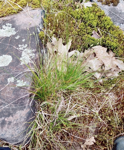 Carex albicans observed 2026-06-05