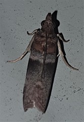 Calguia defiguralis