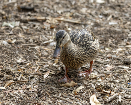 iNaturalist image