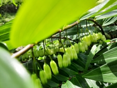 Polygonatum arisanense
