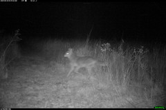 Canis latrans thamnos
