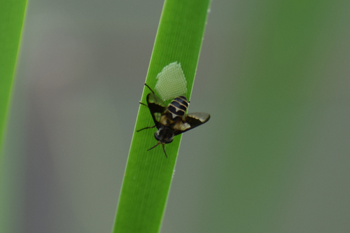 Beautiful Deer Fly photo 3