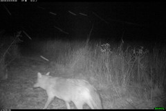 Canis latrans thamnos