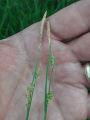 Carex meadii