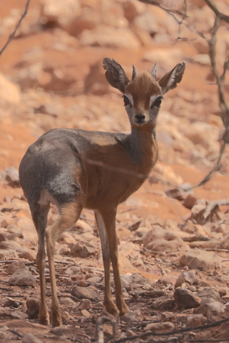 Salt's Dik-dik