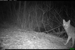 Canis latrans thamnos