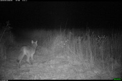 Canis latrans thamnos