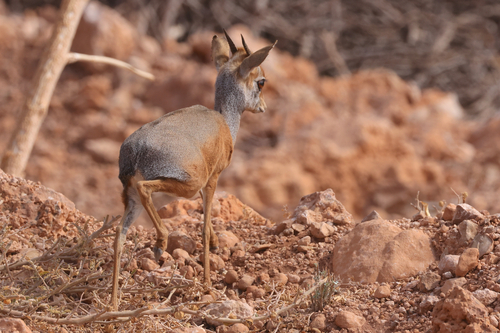 Salt's Dik-dik