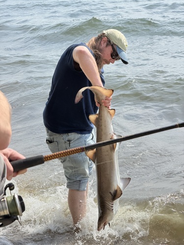 Sand Tiger Shark photographed in Connecticut