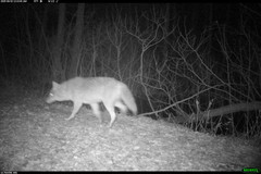 Canis latrans thamnos