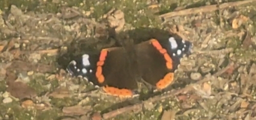 Red Admiral