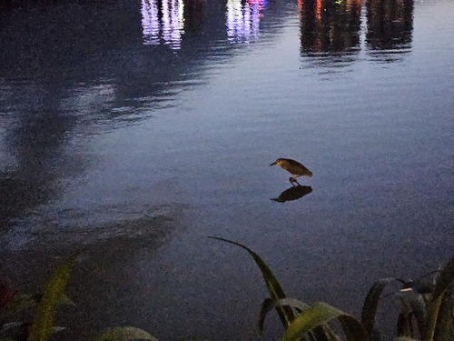 iNaturalist image
