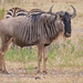 Eastern White-bearded Wildebeest - Photo (c) Nik Borrow, some rights reserved (CC BY-NC)