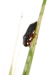 Irbisia californica