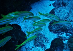 Mulloidichthys dentatus