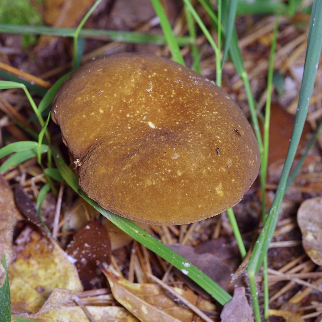 spotted bolete · June 2026 · photo: Photo: (c) Michelle W. （鍾偉瑋）, some rights reserved (CC BY) · iNaturalist