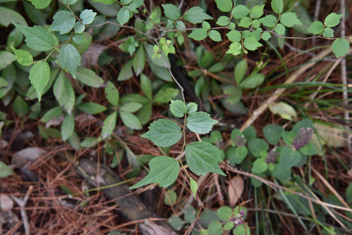 Celtis biondii (Celtis biondii)