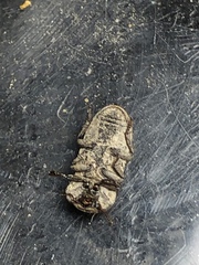 Sclerum