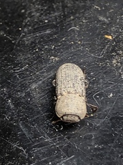 Sclerum