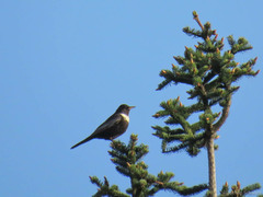Turdus torquatus torquatus