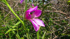 Gladiolus italicus