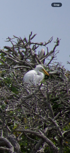 iNaturalist image