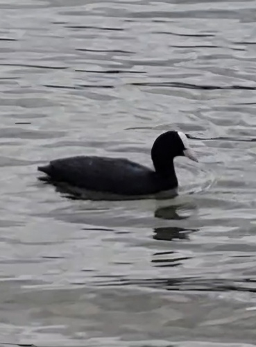 Eurasian Coot