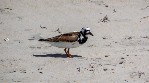 iNaturalist image
