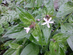Silene × hampeana