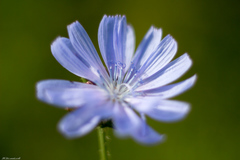 Cichorium intybus