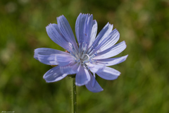 Cichorium intybus