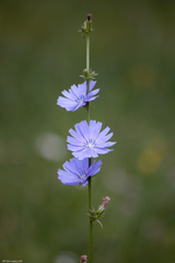 Cichorium intybus