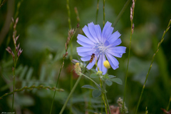 Cichorium intybus