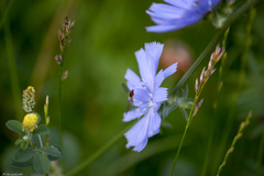 Cichorium intybus