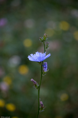 Cichorium intybus