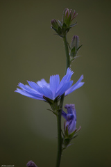 Cichorium intybus