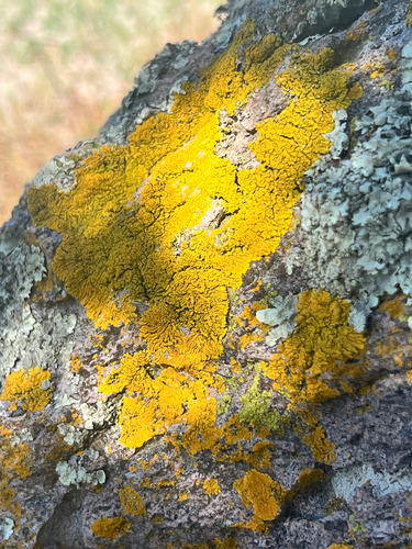 Mexican Yolk Lichen