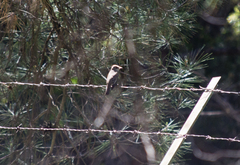 Muscicapa striata